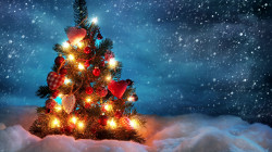 beautiful_christmas_tree.jpg