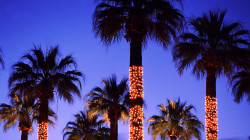 palm_christmas_tree.jpg