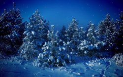 snow-woods.jpg