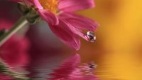 Water Drop Pink Flower.jpg